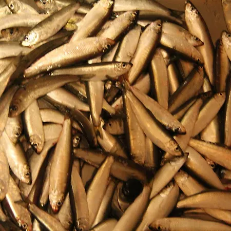 Vakantiehuis Fjordhytte-1 Ist Eine Schoene Huette Bei Am Hardangerfjord Mit Grandiosem Fjordpanorama, 20 Ps Motorboot Mietbar Aenes