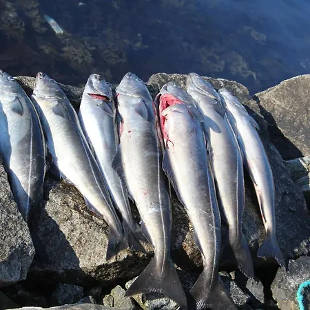 Fjordhytte-1 Ist Eine Schoene Huette Bei Am Hardangerfjord Mit Grandiosem Fjordpanorama, 20 Ps Motorboot Mietbar