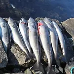 Fjordhytte-1 Ist Eine Schoene Huette Bei Am Hardangerfjord Mit Grandiosem Fjordpanorama, 20 Ps Motorboot Mietbar